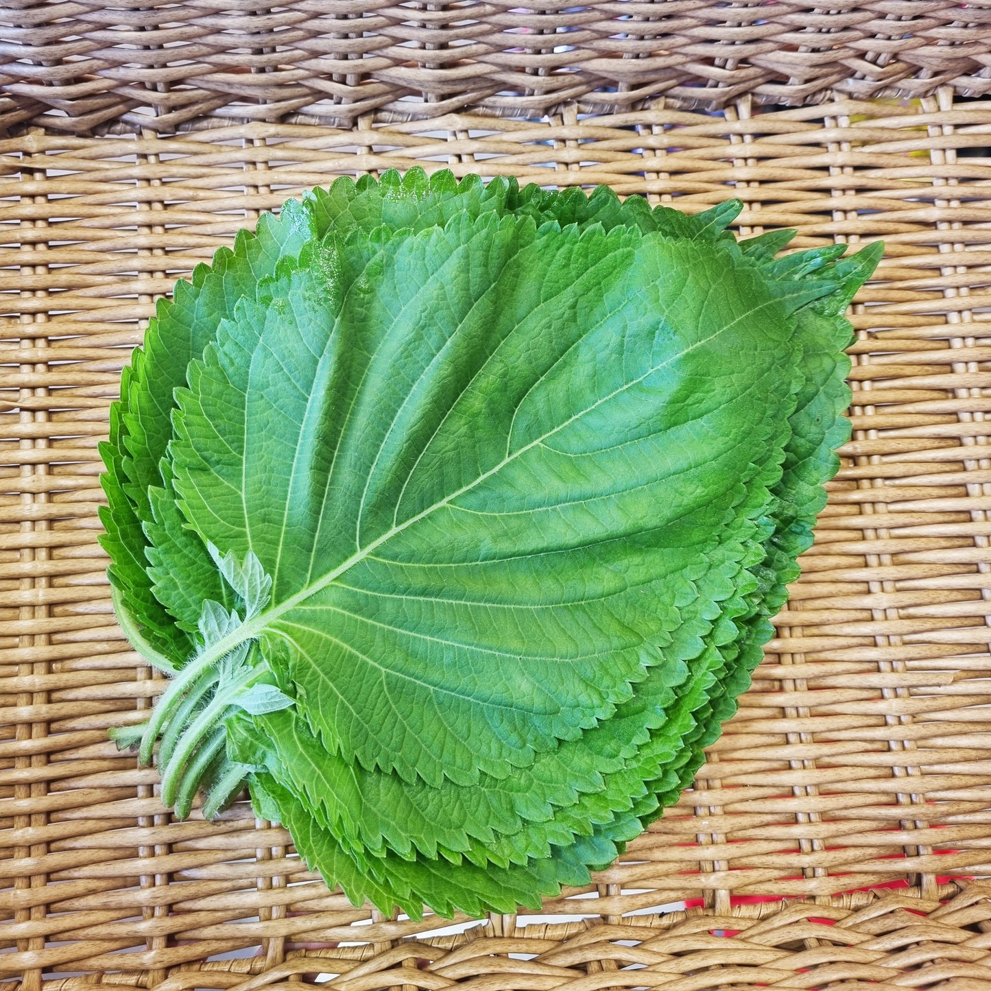 Perilla leaves 깻잎 50g