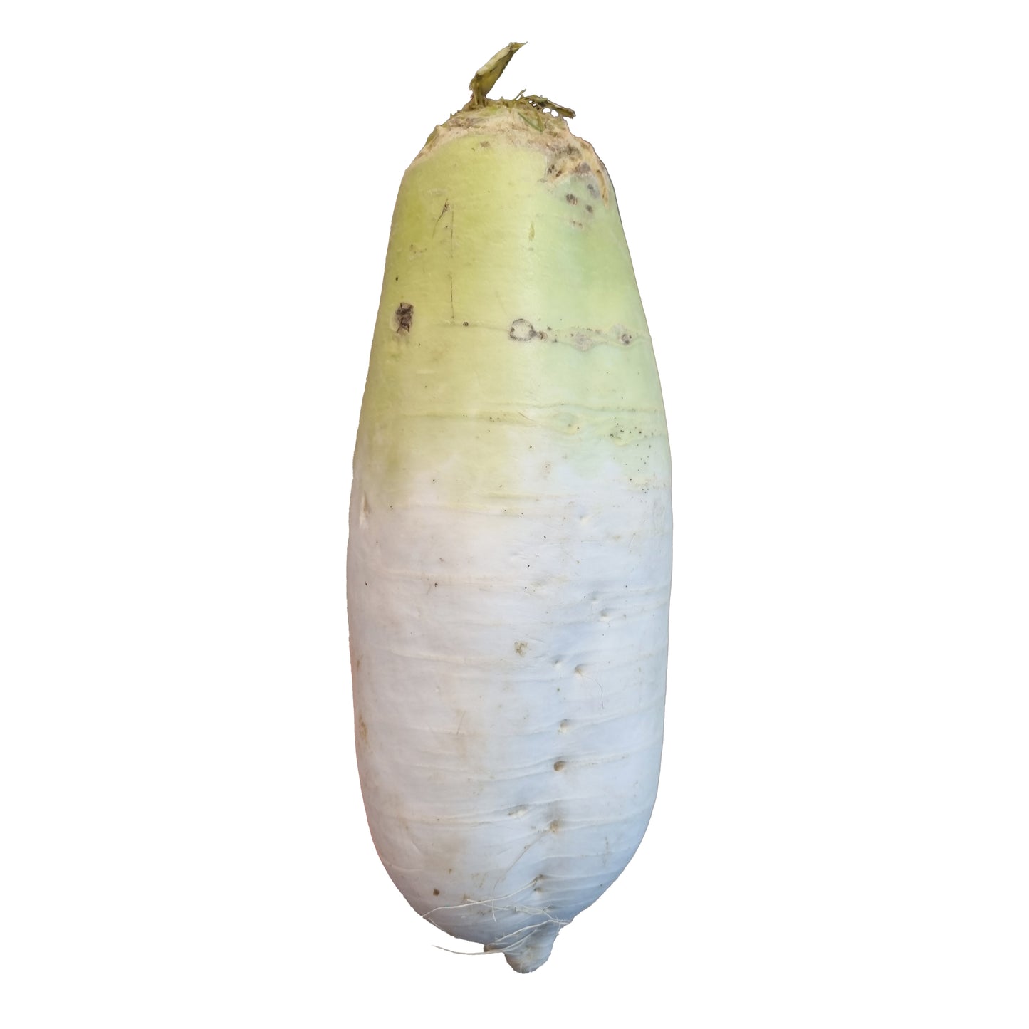 Korean Radish 무